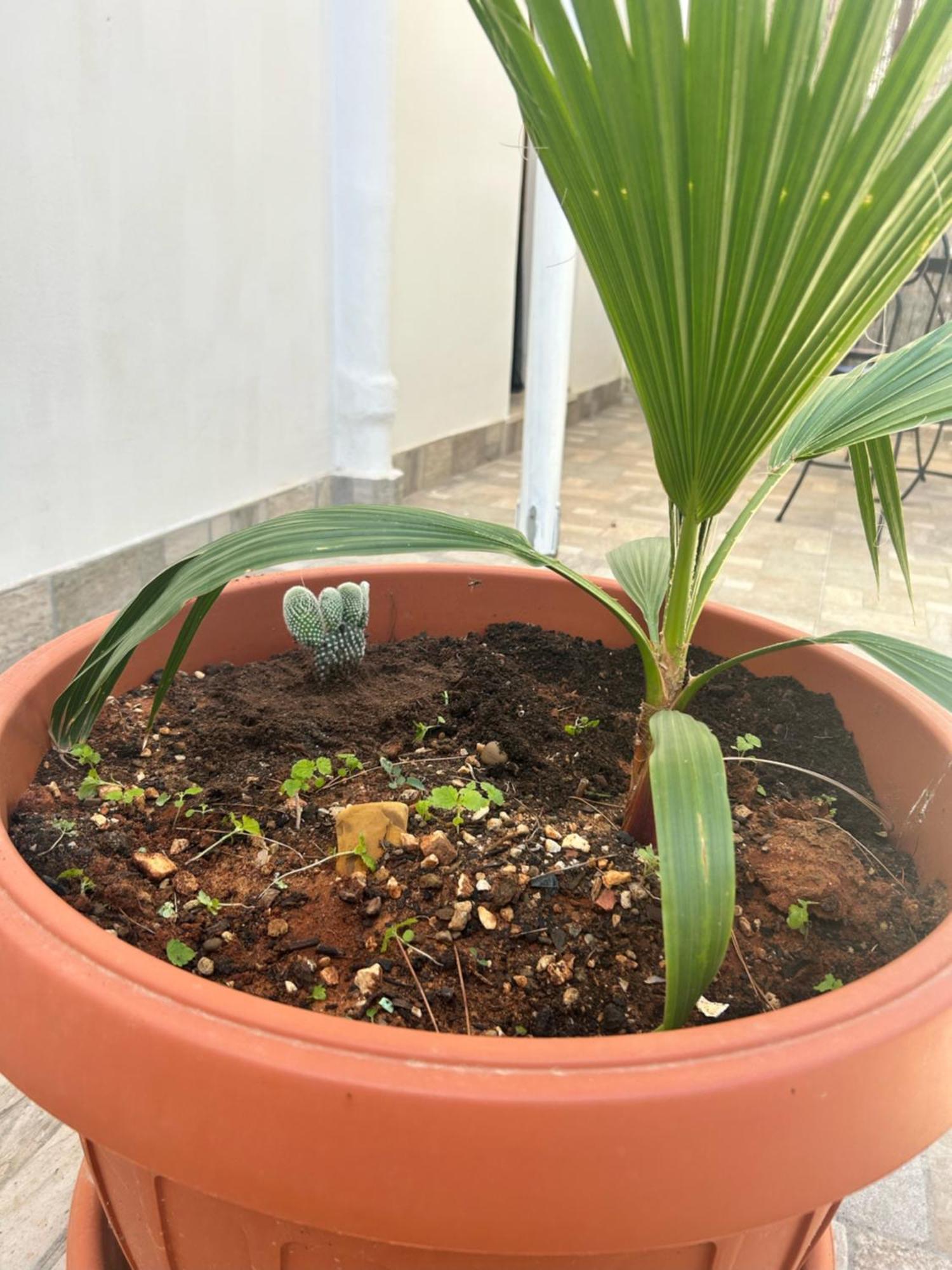 L'Oasi Una Pineta Sul Mare Custonaci Ngoại thất bức ảnh